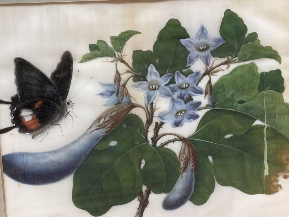 Three Cantonese pith paper paintings, depicting flowers and insects